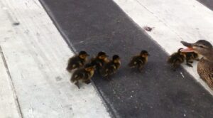 Good deeds for ducks