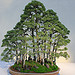 Rhododendron Garden and Bonsai Collection Rhododendron Garden and Bonsai Collection
